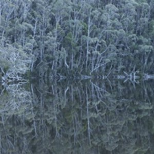 Earth of the Slumbering and Liquid Trees