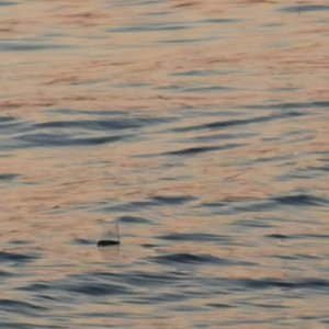vil Være - EP