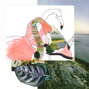 Flamingo Flat 的头像