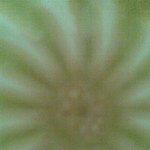 Avatar for Derfla