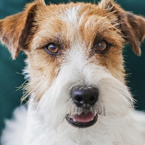 Relax my dog 的头像