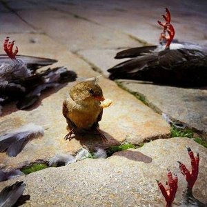 Vogels 的头像