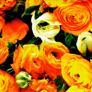 A House - No More Apologies - Zortam Music