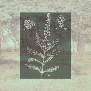 Ambrosia