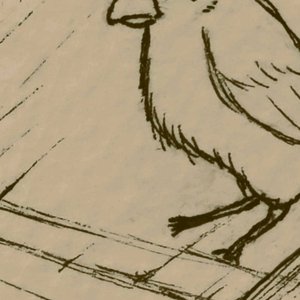 little birds dance at the edge of sidewalks