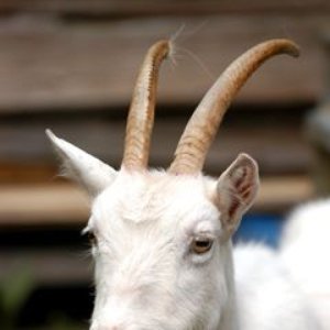 Avatar for Airaksinen