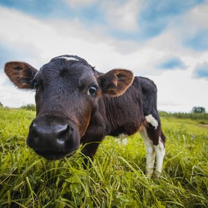 How Cow!!!!