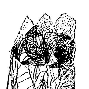 Avatar for the negative kite