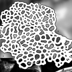 Hemitrichia Serpula 的头像