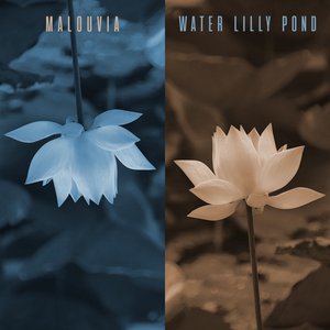 Water Lilly Pond