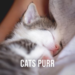 Cats Purr: Relaxing Purr of a Cat Nestling Comfortably in the Lap of Its Owner