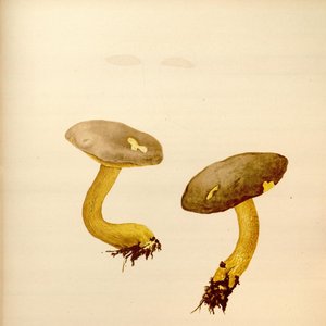 Mycologia 的头像