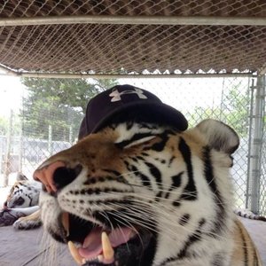 White Tiger Court 的头像
