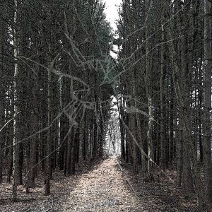 Tallest Trees, Highest Branches - Single