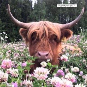 Flowers - Single