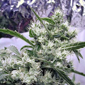 Аватар для Hydroponics