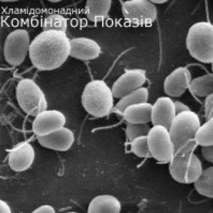 Хламідомонадний Комбінатор Показів 的头像