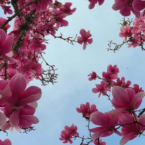 Awatar dla Whispering Strings