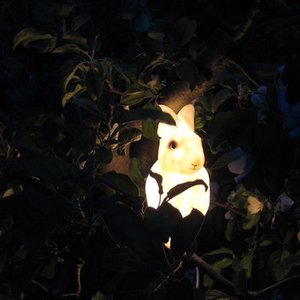 Avatar for Since Rabbit