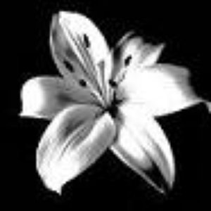 Avatar di White Lilium