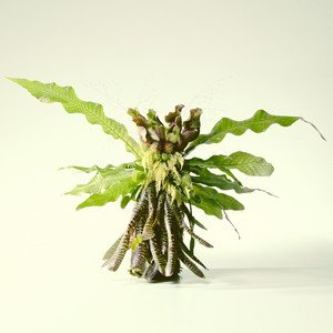 Moth (EP) - EP