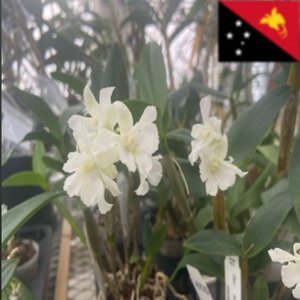Guinea Canticle