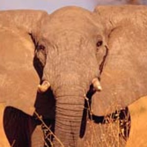 Elephant Ears 的头像