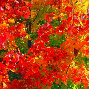 Colors of October (Hammered Dulcimer)