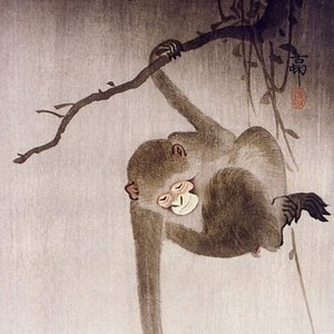 Avatar for Hip Chimp