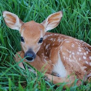 deerlover46 的头像