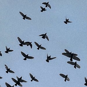 ソノヒグラシ