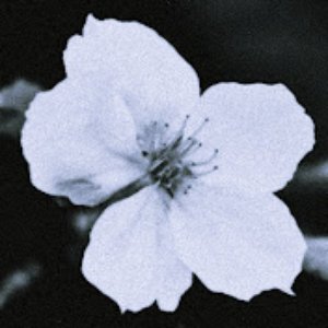 ddmmories 的头像