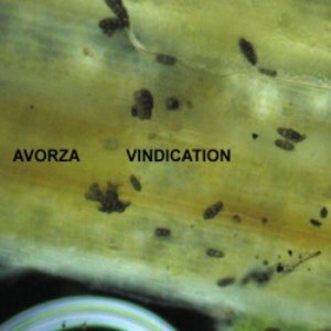 Avorza 的头像