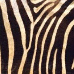 Dancing Zoo