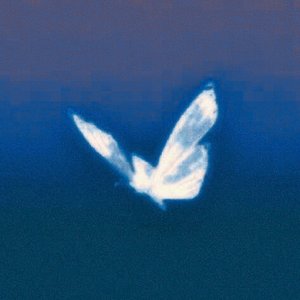 Avatar for Lian Wolf