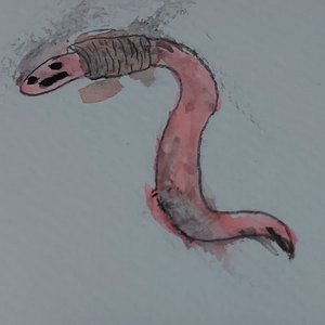 Avatar di Worm Ridge
