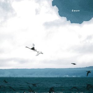 Swan