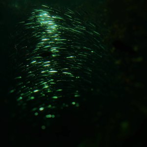 From Heaven, from Nowhere