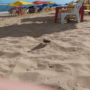 amor me da o seu cuzinho