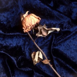 Weird Boy - Single