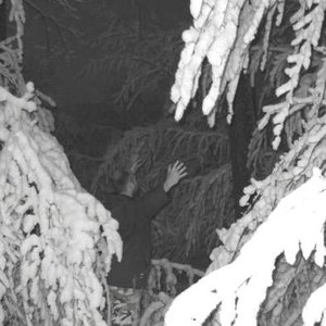 Forest of High Tree (Winter)