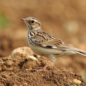 Lullula arborea 的头像