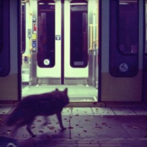 Three Film Score Intakes