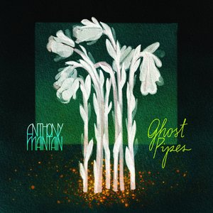 Ghost Pipes