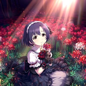 白菊ほたる 的头像