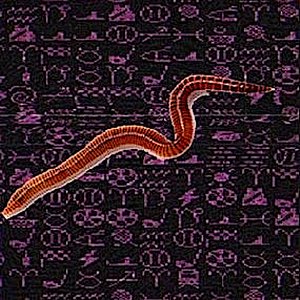 Worm Highway