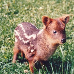 Avatar for The Power Of The Pudu