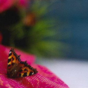 Pet Particular