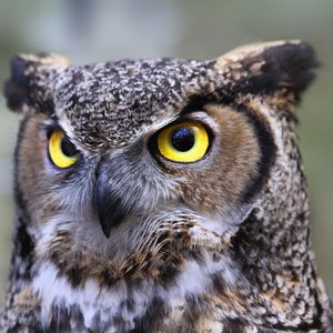 Avatar for Great Horned Owl