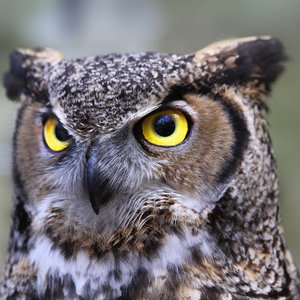 Great Horned Owl 的头像